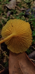 Marasmius rhyssophyllus