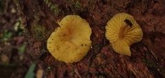 Marasmius rhyssophyllus