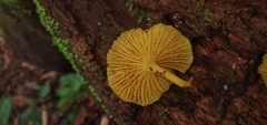 Marasmius rhyssophyllus