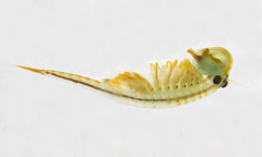 Eubranchipus bundyi
