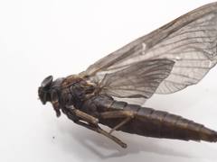 Isonychiidae
