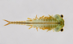 Eubranchipus bundyi