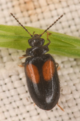 Herthania concinna