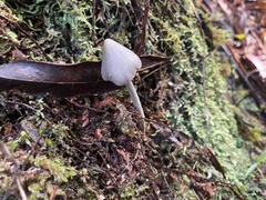 Entoloma canoconicum