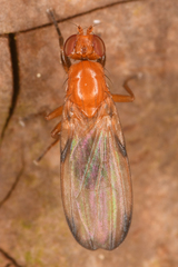 Mycetaulus polypori