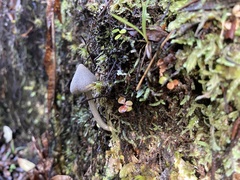 Entoloma canoconicum