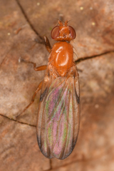 Mycetaulus polypori
