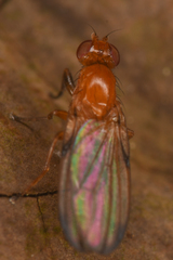 Mycetaulus polypori