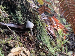 Entoloma canoconicum
