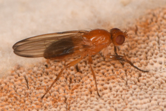 Mycetaulus polypori