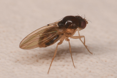 Mycodrosophila