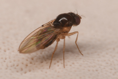 Mycodrosophila
