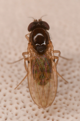 Mycodrosophila