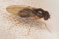 Mycodrosophila