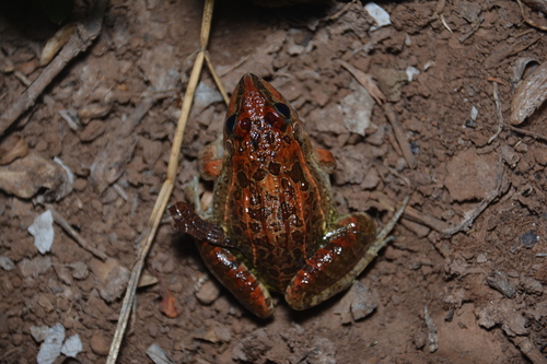 Bottle and Spoon Frog, Leptodactylus fuscus