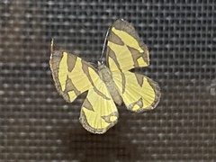 Baeotis zonata zonata