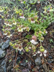 Silene campanulata