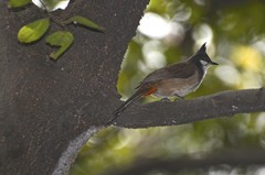 Pycnonotus jocosus
