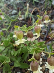 Silene campanulata