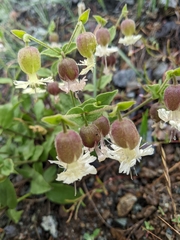 Silene campanulata