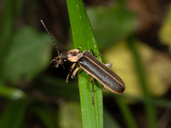 Podabrus basillaris