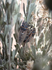 Neoplatypedia constricta
