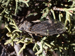 Okanagana schaefferi