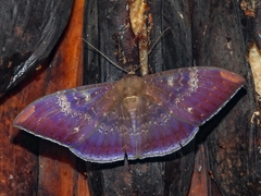 Hemeroblemma dolosa