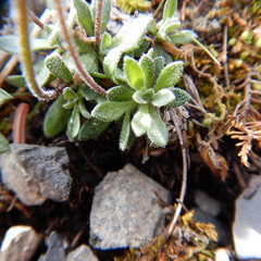 Draba nivalis