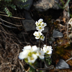 Draba nivalis