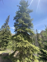 Picea glauca densata