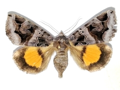 Chrysorithrum flavomaculata