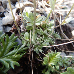Draba nivalis