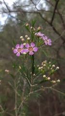 Chamelaucium uncinatum