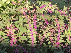 Callicarpa rubella