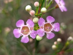 Chamelaucium uncinatum