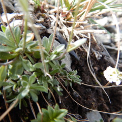 Draba nivalis