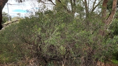 Chamelaucium uncinatum