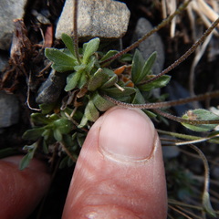 Draba nivalis