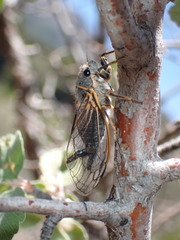 Platypedia putnami lutea