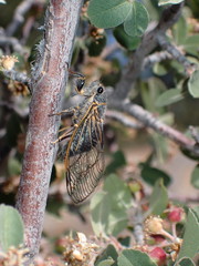 Platypedia putnami lutea