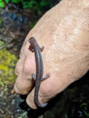 Plethodon stormi