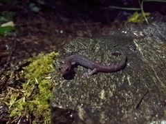 Plethodon stormi