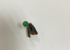 Pterotus obscuripennis