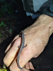 Plethodon stormi