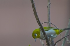 Zosterops simplex