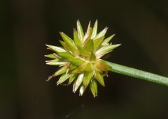Juncus megacephalus