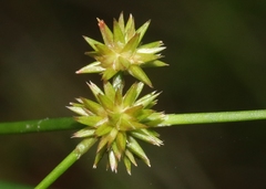 Juncus megacephalus