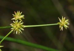 Juncus megacephalus