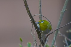 Zosterops simplex